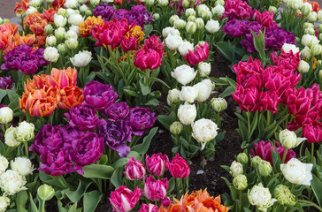 flowerbed with tulips