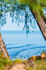 View of the sea between big tree