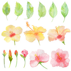 Watercolor Hibiscus flowers and leaves