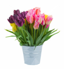 pink and violet tulip flowers in metal pot