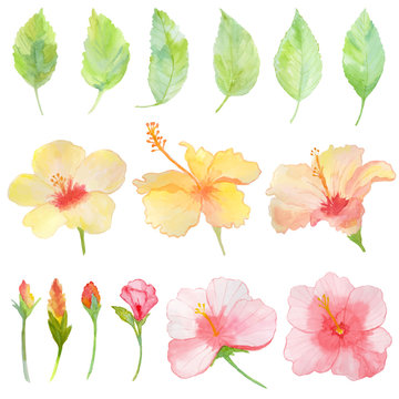 Watercolor Hibiscus flowers and leaves
