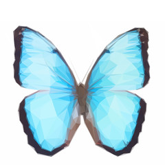 blue morpho butterfly
