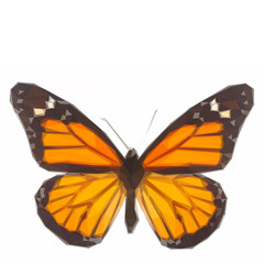 Orange monarch butterfly