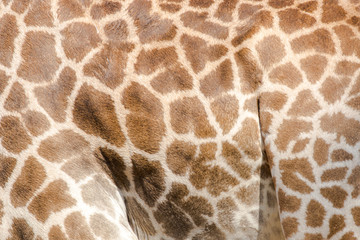 beautiful Giraffe (Giraffa camelopardalis) skin for background u