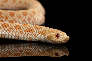 Closeup Pink pastel Albino Western Hognose Snake, Heterodon nasicus isolated on black background