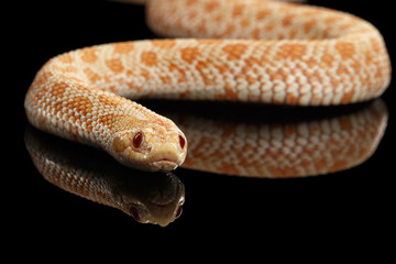 Fototapeta premium Closeup Pink pastel Albino Western Hognose Snake, Heterodon nasicus isolated on black background