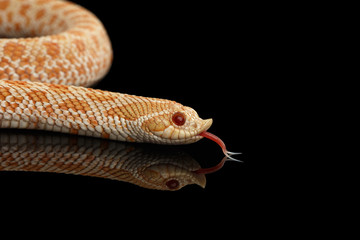 Closeup Pink pastel Albino Western Hognose Snake, Heterodon nasicus isolated on black background