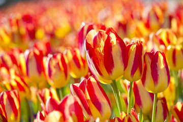 tulipe rouge jaune du jardin de printemps