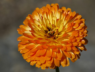 Ringelblume