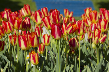 tulipe du jardin de printemps