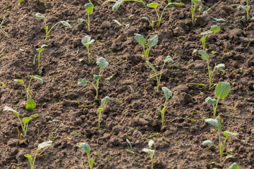 fresh kale in a cultivated farmers field