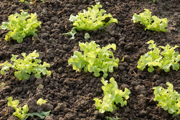 Vegetable salad at the kitchen garden on morning light