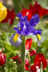 Iris mauve jaune du jardin