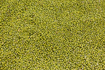 Green bean or mung bean background