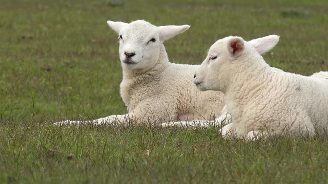 two white lamb lying  on the meadow 