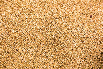 coriander seed