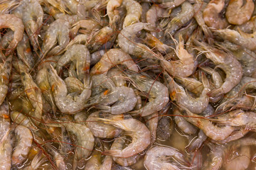 Raw shrimps for sale on the market