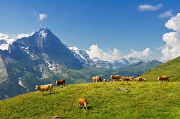 Fototapeta na wymiar Beautiful idyllic alpine landscape with cows, Alps mountains and countryside in summer, Switzerland 