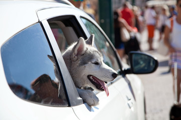 Puppy head out a moving and driving car window. - obrazy, fototapety, plakaty
