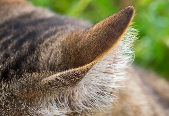 oreille de chat
