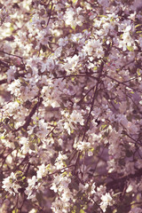 Blossom tree spring time background
