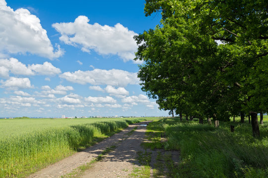 road through the green meadow