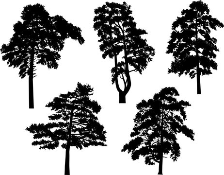 five pine black trees set isolated on white
