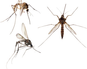 illustration with three brown mosquito