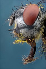 Microfotografía de la cabeza de una mosca realizada con la técnica del apilado de imagenes.