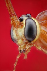 Microfotografía de la cabeza de una avispa parasitaria realizada con la técnica del apilado de imagenes.