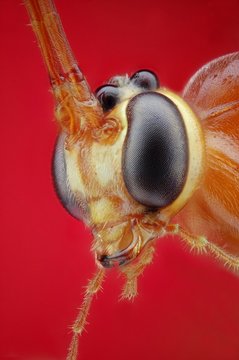 Microfotograf&iacute;a de la cabeza de una avispa parasitaria realizada con la t&eacute;cnica del apilado de imagenes.