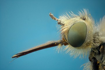 Microfotografía de la cabeza de una mosca abeja realizada con la técnica del apilado de imagenes.