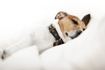 dog slepeping in  bed