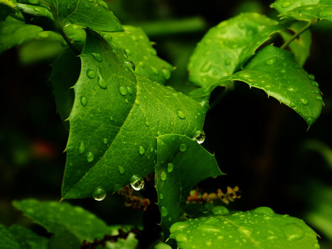 Holly with water
