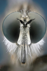 MIcrofotografía de la cabeza de una mosca predadora realizada con la técnica del apilado de imagenes.