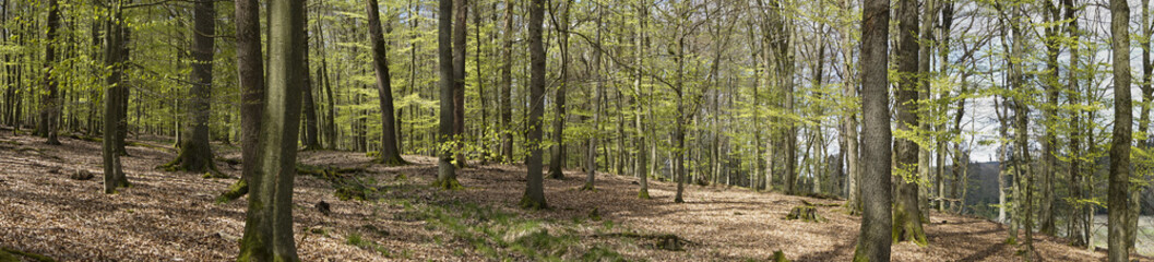 Obraz premium Buchenwald, Naturpark Arnsberger Wald, Sauerland, Nordrhein-Westfalen, Deutschland