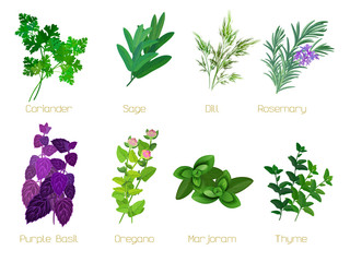 Set of herbs and spices: collection of kitchen herbs.