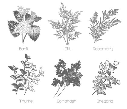 Set of herbs and spices sketch. Vector illustration in the style of hand drawing.