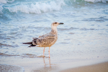 seagull walks on the beach