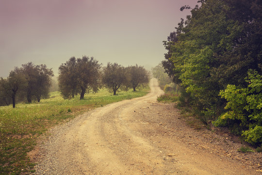 Foggy autumn rural landscape. Dirt road in olive plantation