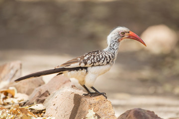 Red-billed hornbill (Tockus rufirostris), Kruger Park, South Africa