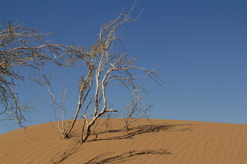 Fototapeta na wymiar désert de sable, Iran