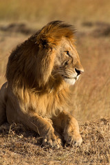 Male lion lying in the grass at sunset in Masai Mara, Kenya. Shot at sunset. Vertical shot, side view