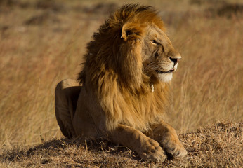 Male lion lying in the grass at sunset in Masai Mara, Kenya. Shot at sunset. Horizontal shot, side view
