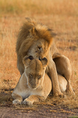 Mating lions in Masai Mara, Kenya during the dry season
