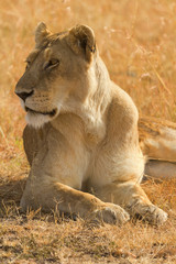 Portrait of female lion lying in the grass at sunset in Masai Mara, Kenya