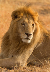 Fototapeta na wymiar Portrait of male lion lying in the grass at sunset in Masai Mara, Kenya