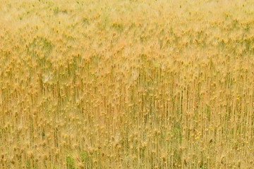 麦畑／山形県の庄内地方で、麦畑を撮影した写真です。