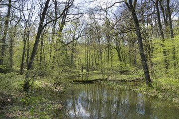 Fototapeta na wymiar Buchenwald, Naturpark Arnsberger Wald, Sauerland, Nordrhein-Westfalen, Deutschland