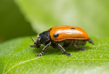Clytra quadripunctata on leaf